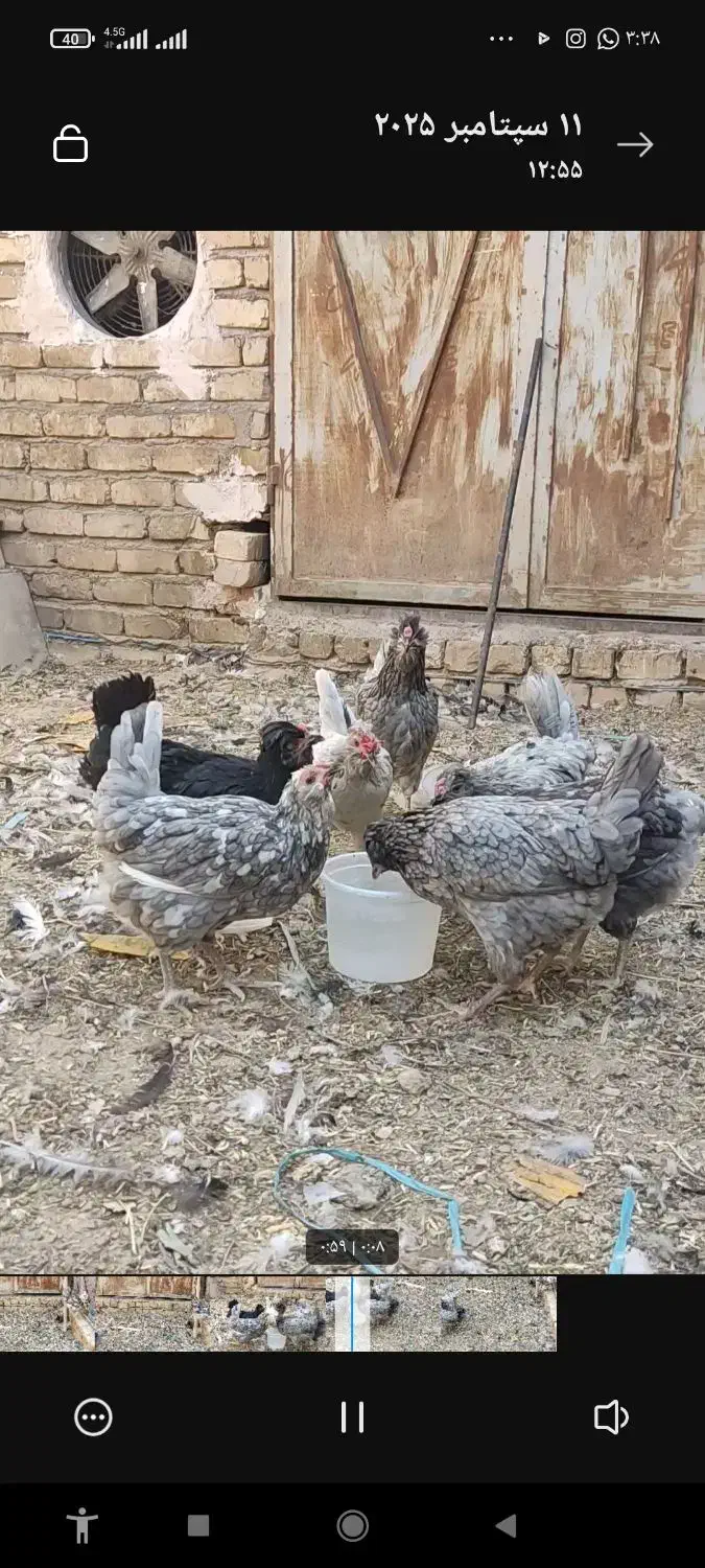 مرغو خروس گلین طوسی بی غلط|حیوانات مزرعه|قم, یزدان‌شهر|دیوار