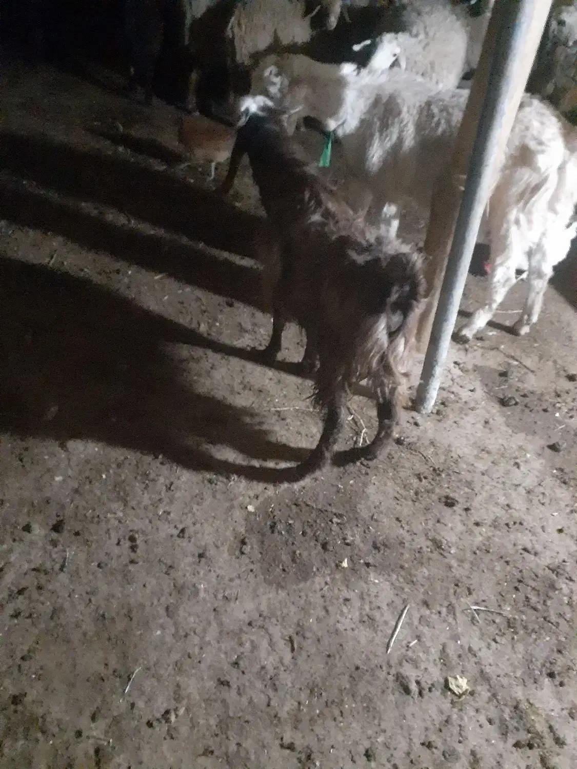 سلام بزغاله کیلویی ۲۷۰تومان|حیوانات مزرعه|بجنورد, |دیوار