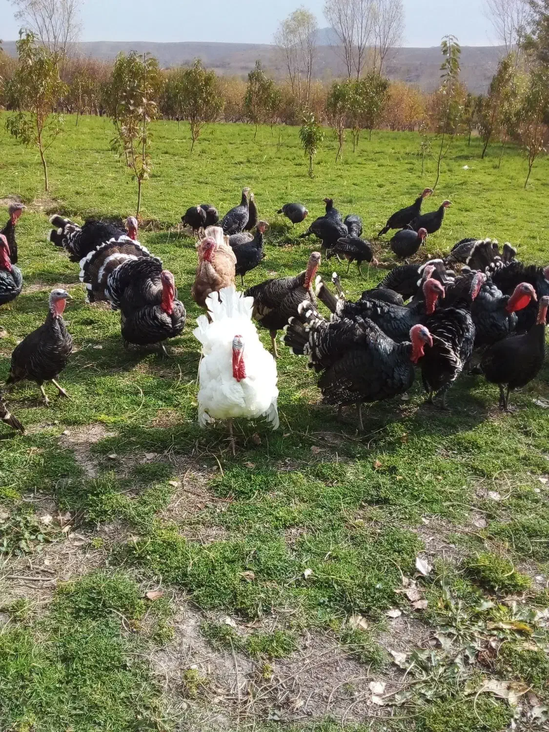 بوقلمون|حیوانات مزرعه|مشگین شهر, |دیوار