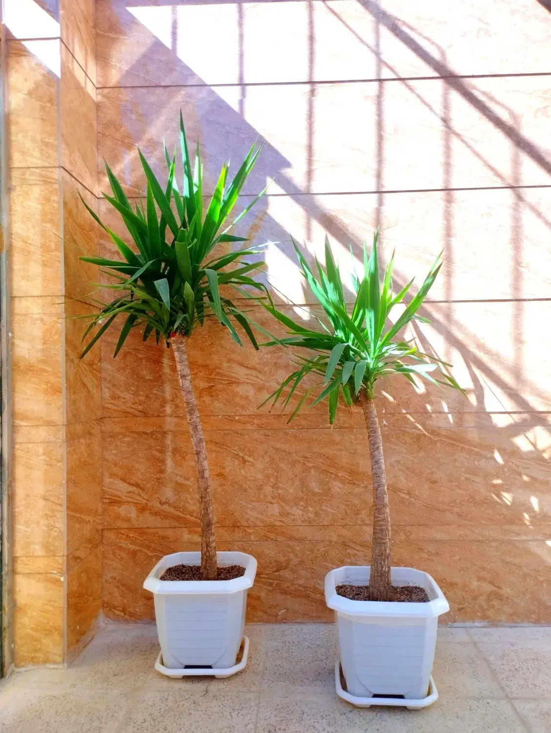 درخت یوکا|گل و گیاه طبیعی|صحنه, |دیوار