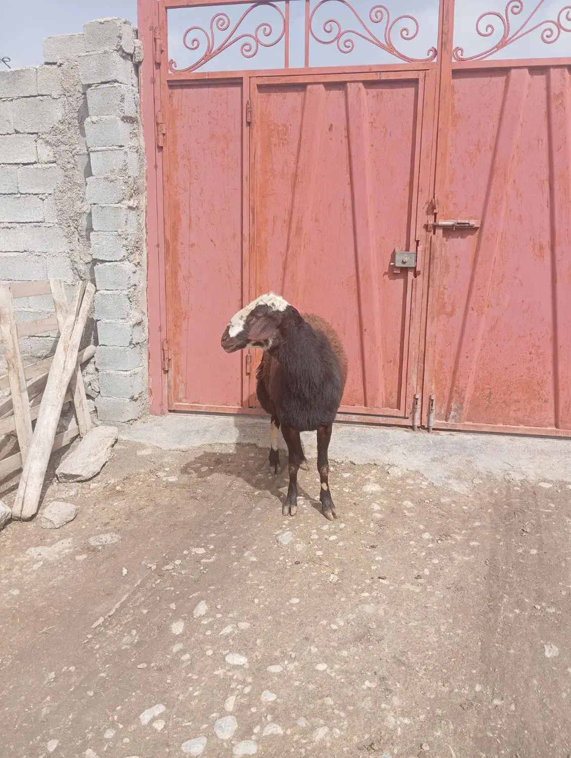 قوچ افشار|حیوانات مزرعه|فیروزآباد (لرستان), |دیوار