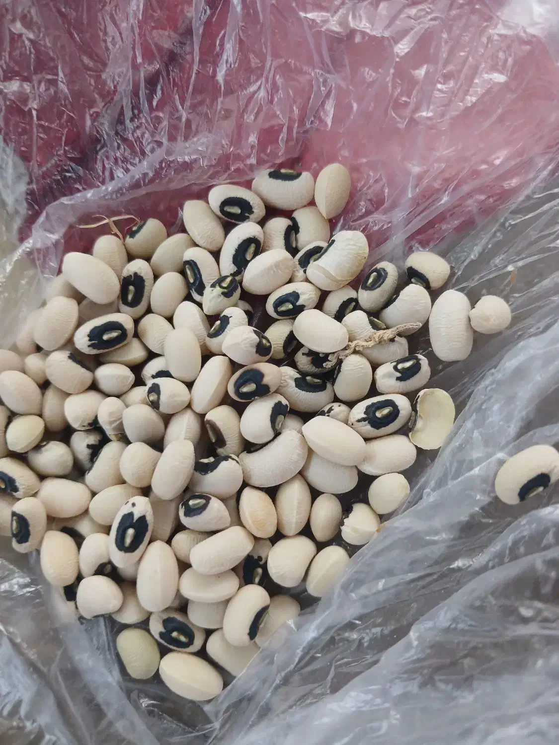 لوبیا|خوردنی و آشامیدنی|گتوند, |دیوار