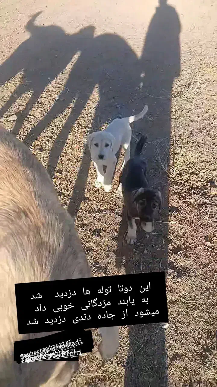 توله گمشده|سگ|زنجان, |دیوار