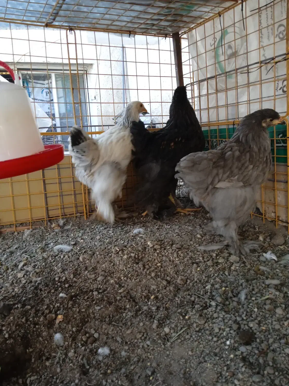 مرغ و خروس برهما رومانی|حیوانات مزرعه|خوی, |دیوار