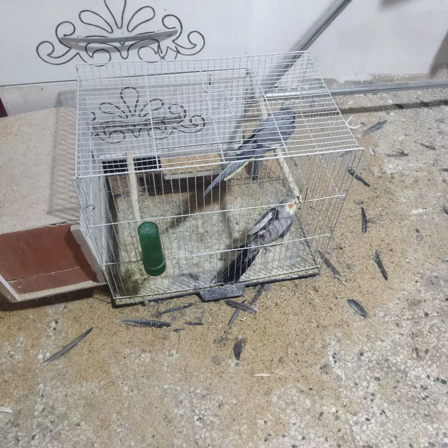 عروس هلندی|پرنده|تربت‌حیدریه, شهرک ولیعصر|دیوار