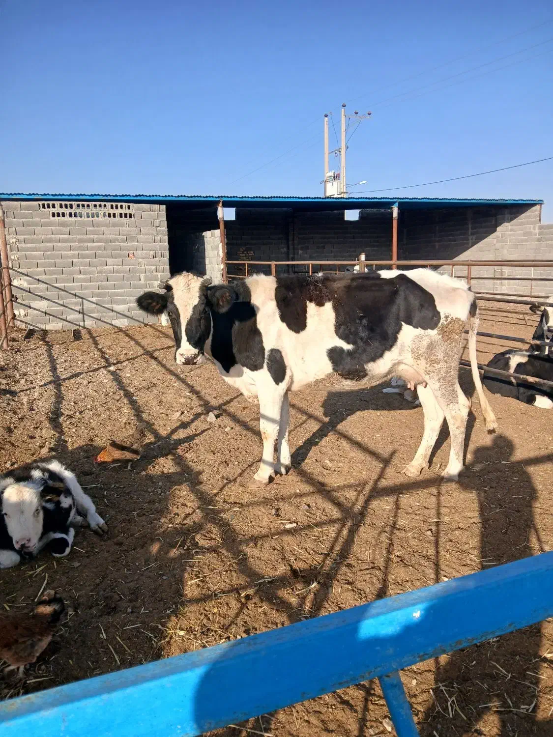 گاو تلیسه|حیوانات مزرعه|تربت جام, میان جام|دیوار