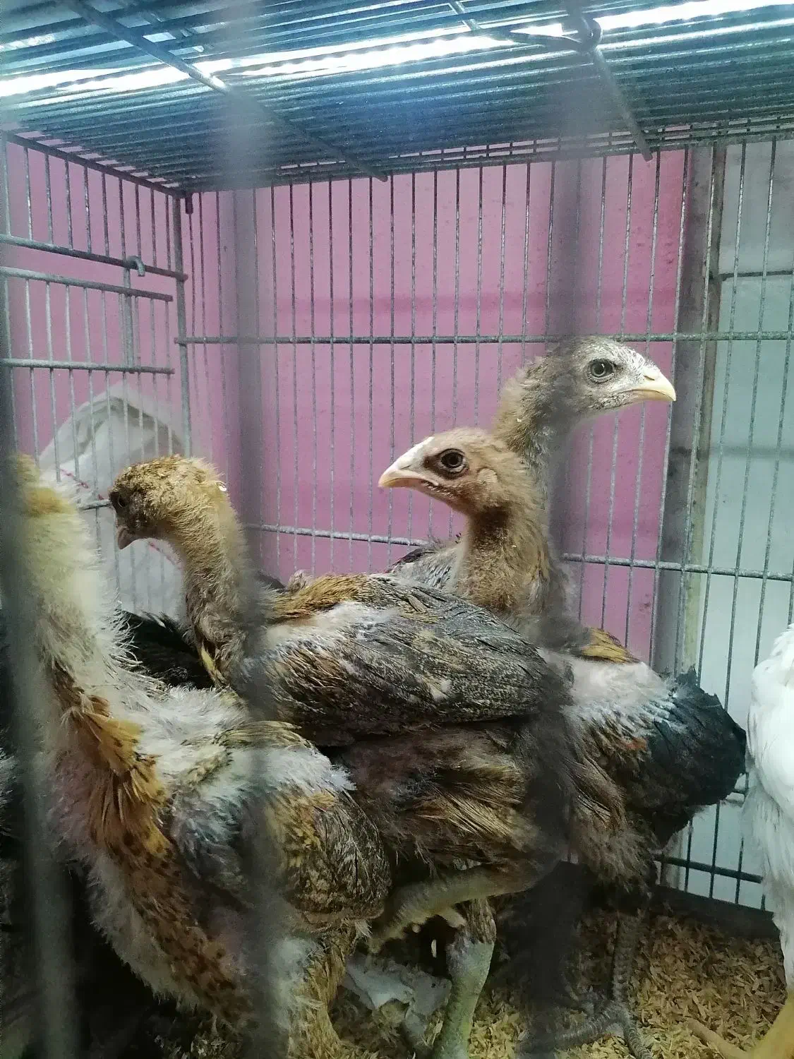 جوجه لاری 2 ماهه|حیوانات مزرعه|ساری, |دیوار