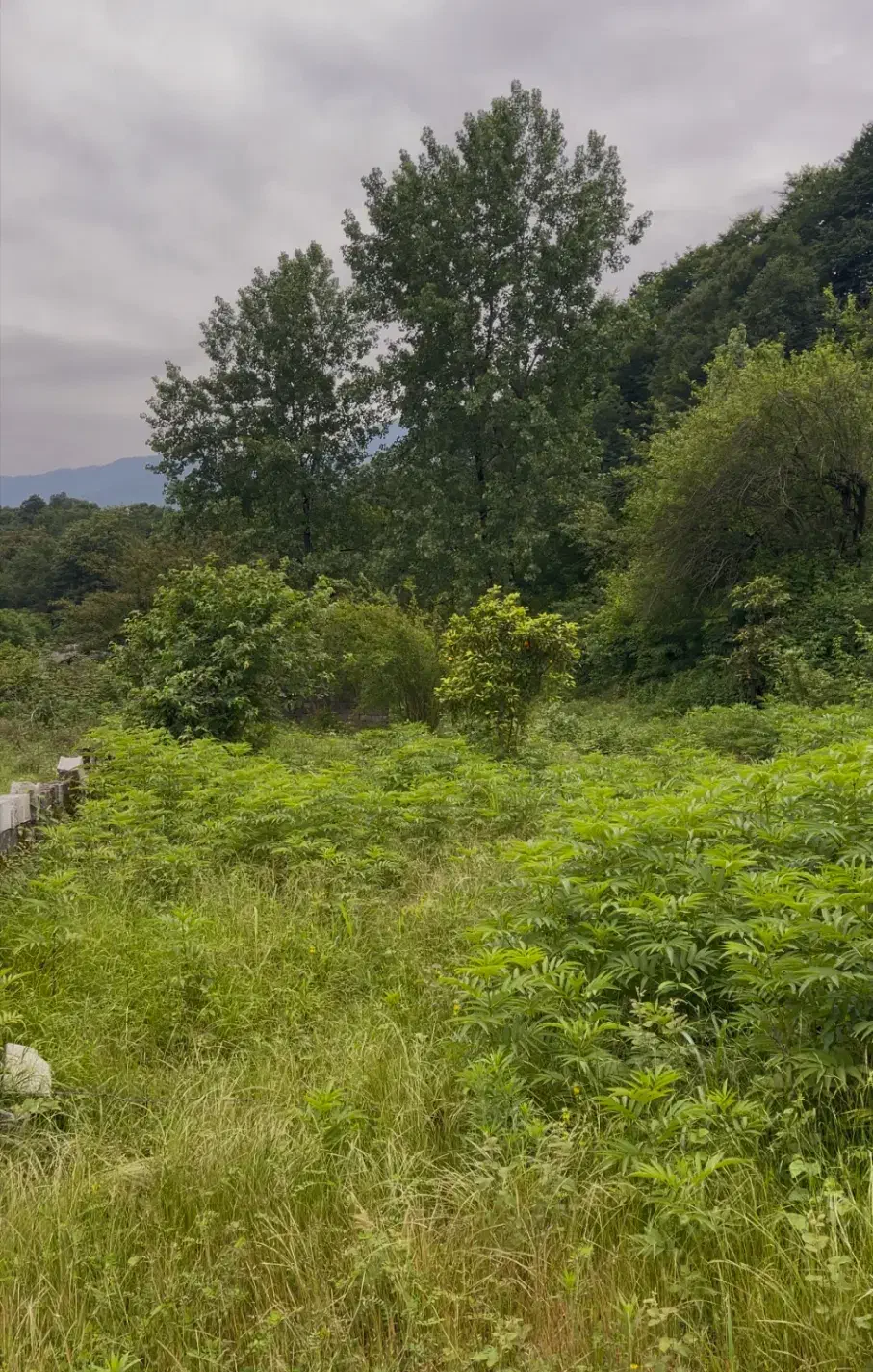 فروش زمین پلاک یک جنگل متل قو|فروش زمین و ملک کلنگی|سلمان‌شهر, |دیوار