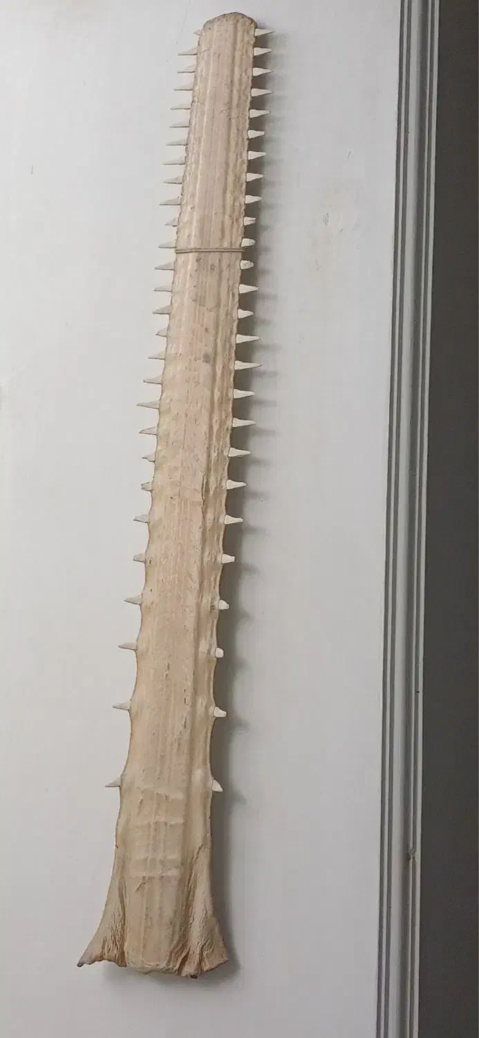 تیغ اره ماهی|کلکسیون اشیاء عتیقه|یزد, |دیوار