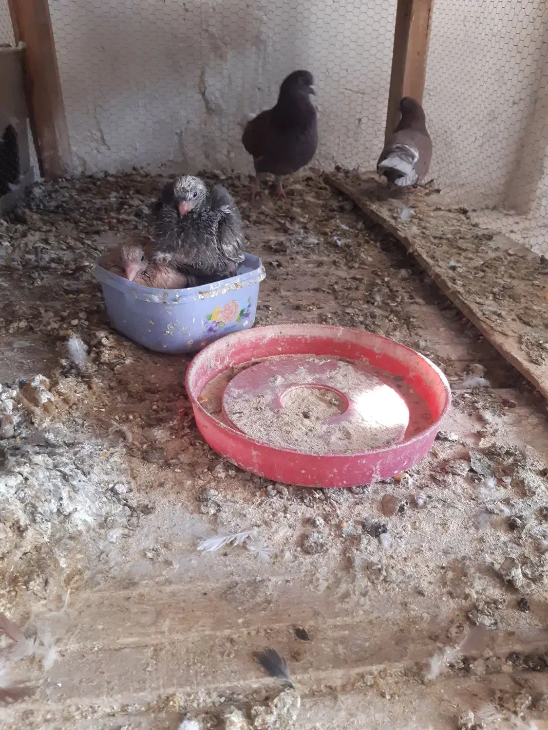 سرخ پرشی|پرنده|آران و بیدگل, |دیوار