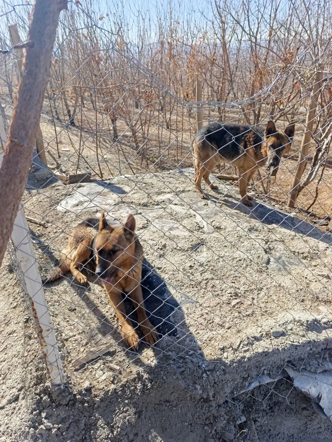 سگ ژرمن|سگ|ملایر, |دیوار