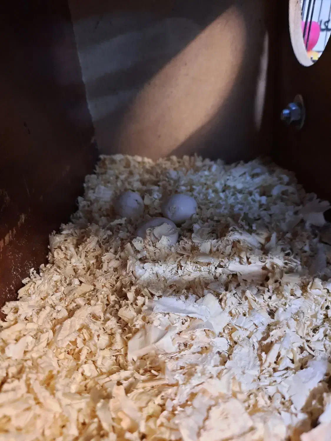 عروس هلندی جفت مست مولد ملنگو گیرینچیک|پرنده|تهران, منیریه|دیوار