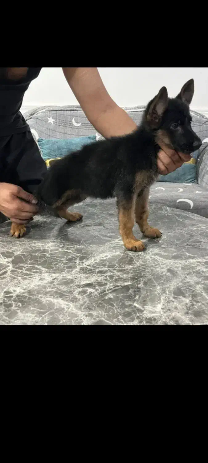 توله ژرمن شولاین|سگ|بوشهر, |دیوار