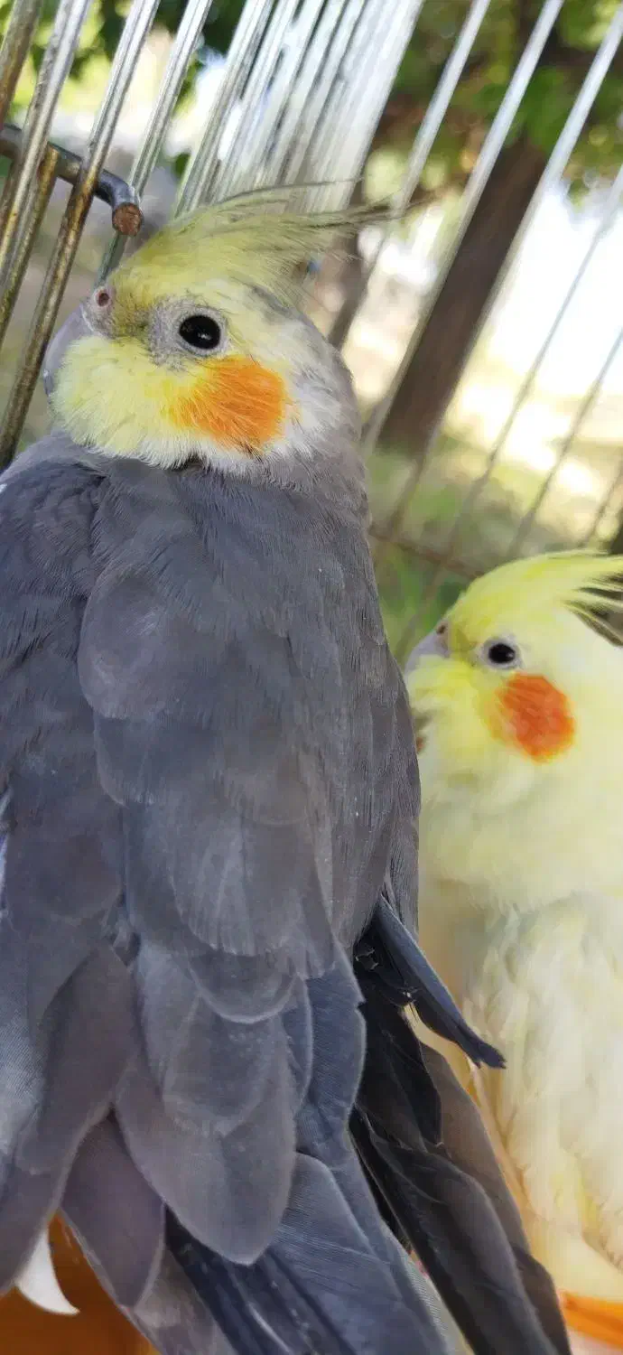 عروس هلندی مولد سخنگو|پرنده|دهگلان, |دیوار