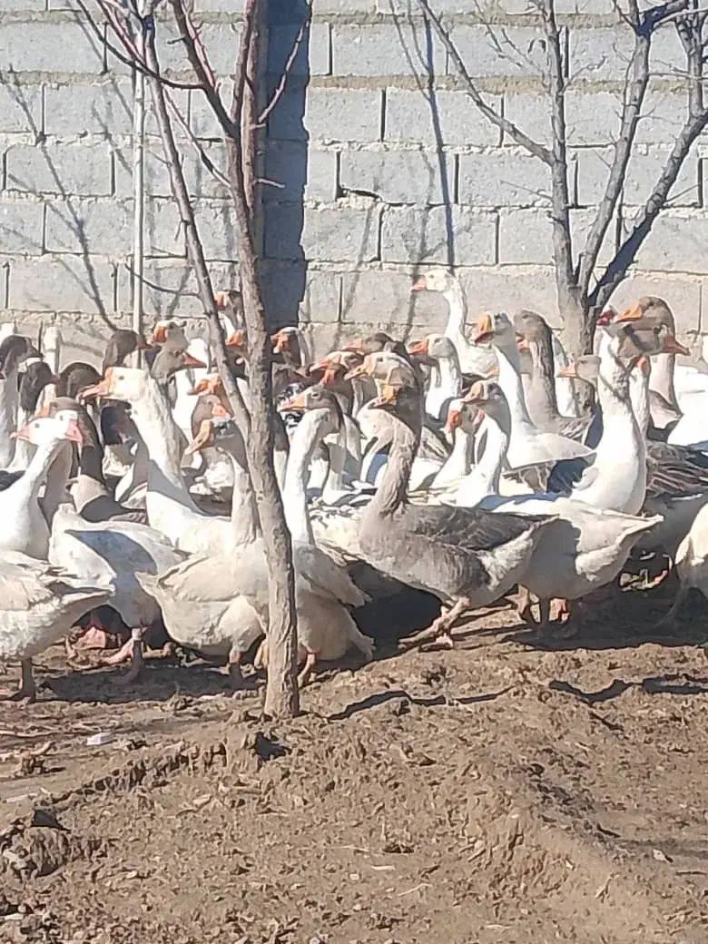 قاز گوشتی کیلویی طبیعی|حیوانات مزرعه|مریوان, |دیوار