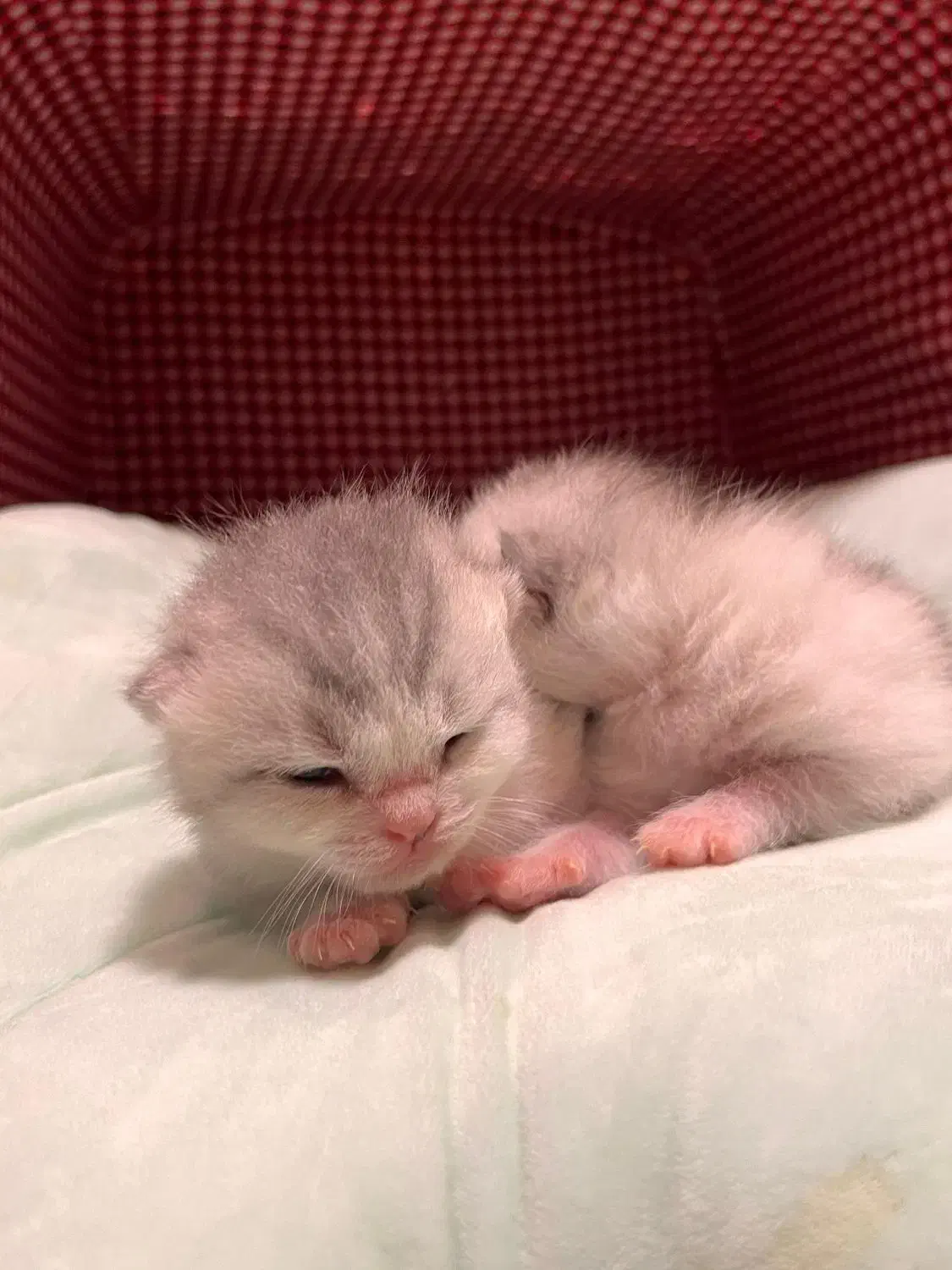 رزرو رزو گربه بریتیش سیلور گری|گربه|نوشهر, |دیوار