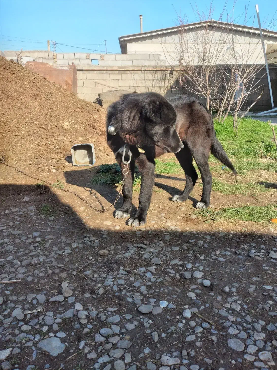 توله سرابی|سگ|سنگدوین, |دیوار