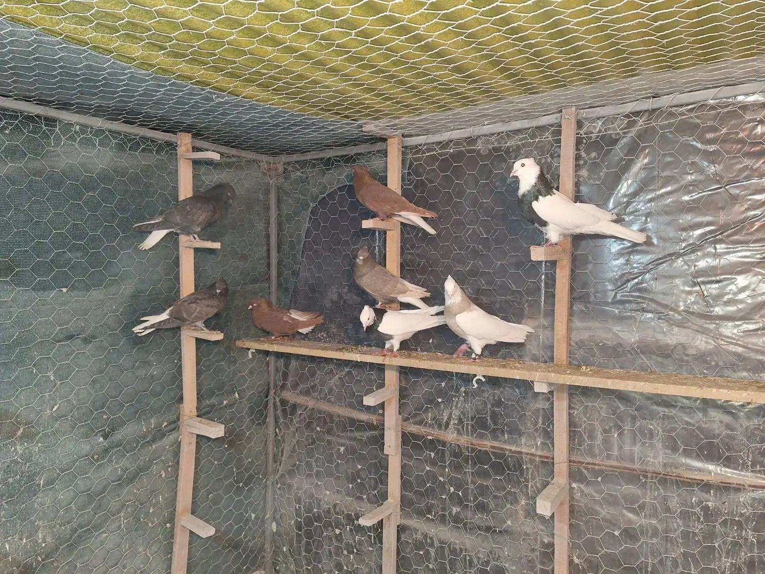 کبوتر رنگی . دمسفید  و  طوقی|پرنده|شاهین‌شهر, شهرک میلاد|دیوار