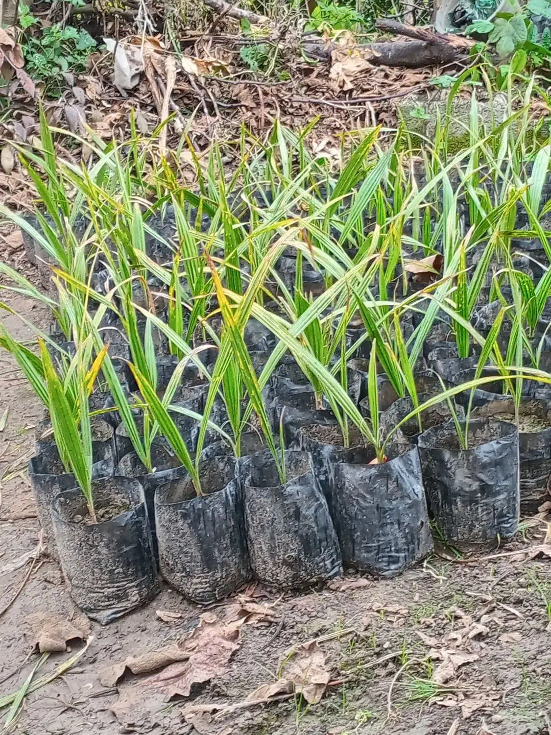 پالم تنه قرمز ریشه پرس|خدمات باغبانی و درختکاری|کلاچای, |دیوار