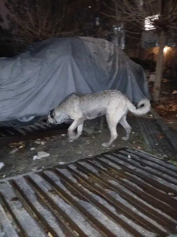 سگ پیدا شده|حیوانات|تهران, ایوانک|دیوار