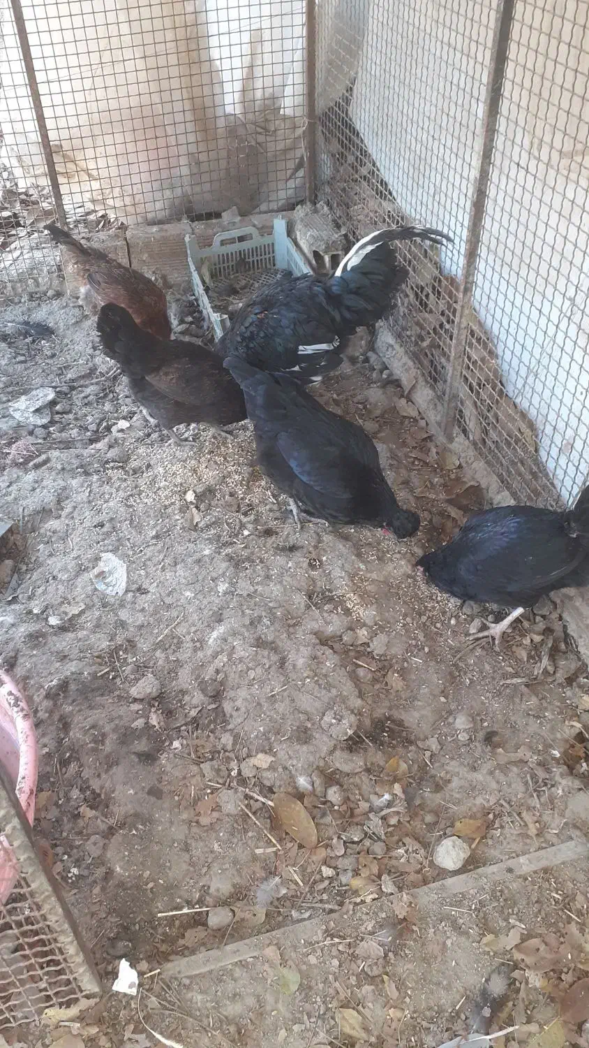 خروس مرغ تخم کن یک سال|حیوانات مزرعه|هشتگرد, سعید آباد|دیوار