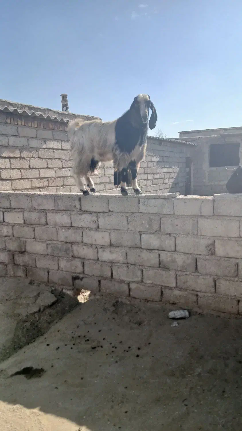 ساورین|حیوانات مزرعه|صحنه, |دیوار