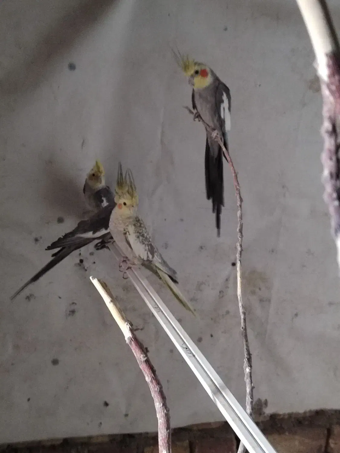 مرغ عروس هلندی|پرنده|کاشان, کارگر|دیوار