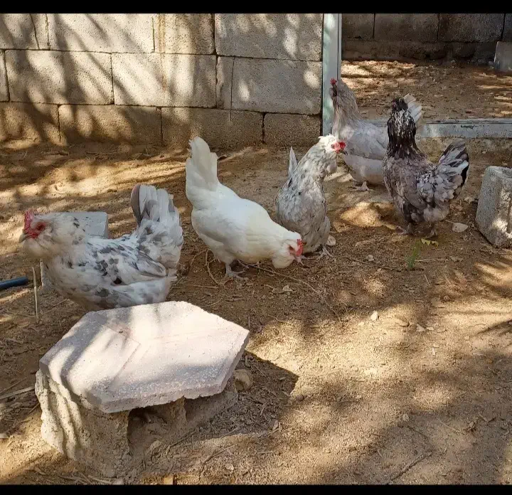 مرغ و خروس پاکر(پاکوتاه)فقط تخم نطفه دار موجود هست|حیوانات مزرعه|چغادک, |دیوار