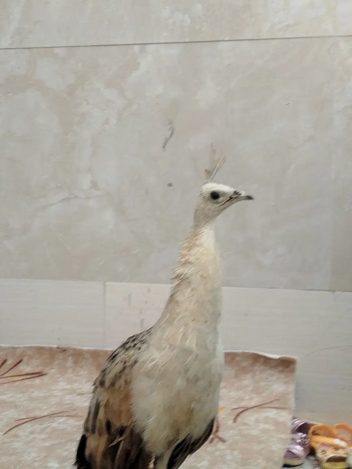 طاووس نژاد مصری|پرنده|کارون, |دیوار