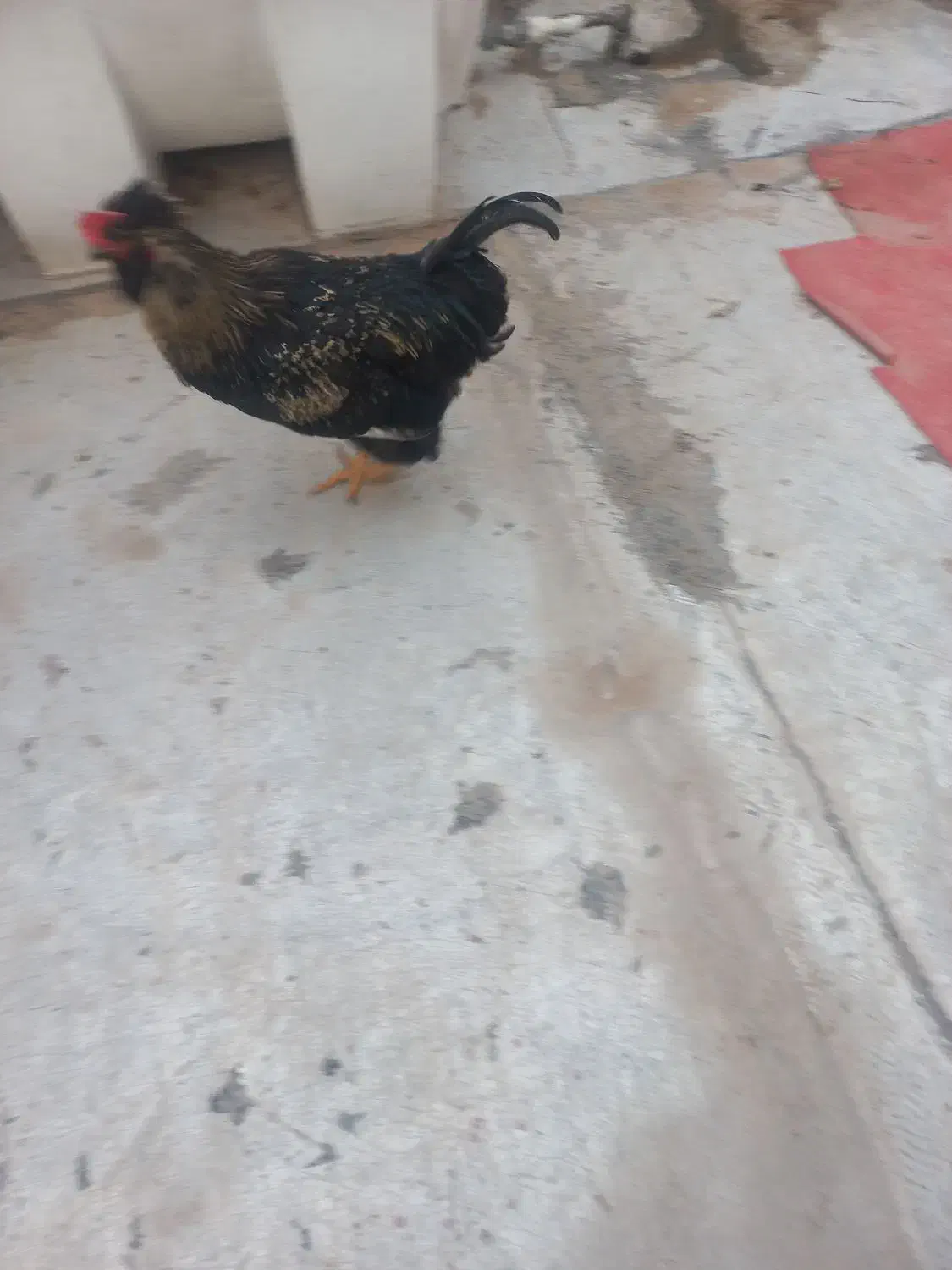 یدونه خروس|حیوانات مزرعه|رباط‌کریم, الارد|دیوار