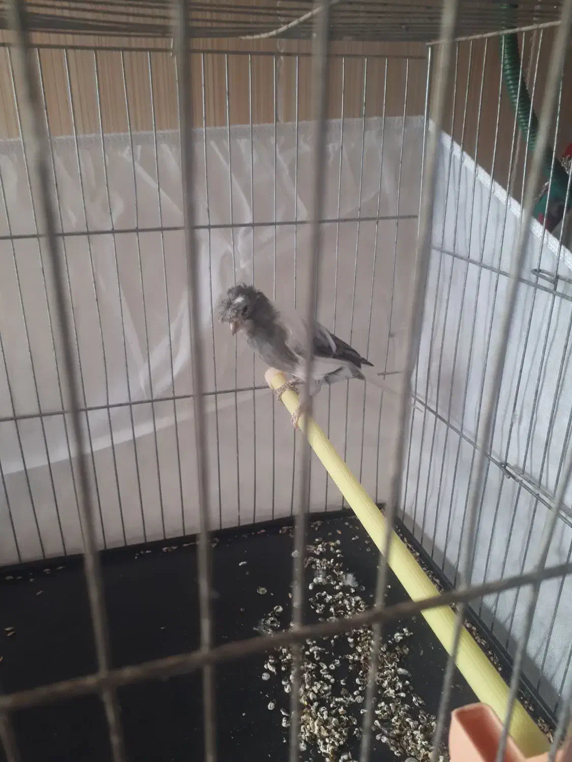 قناری|پرنده|پاکدشت, پاکدشت (مامازند)|دیوار