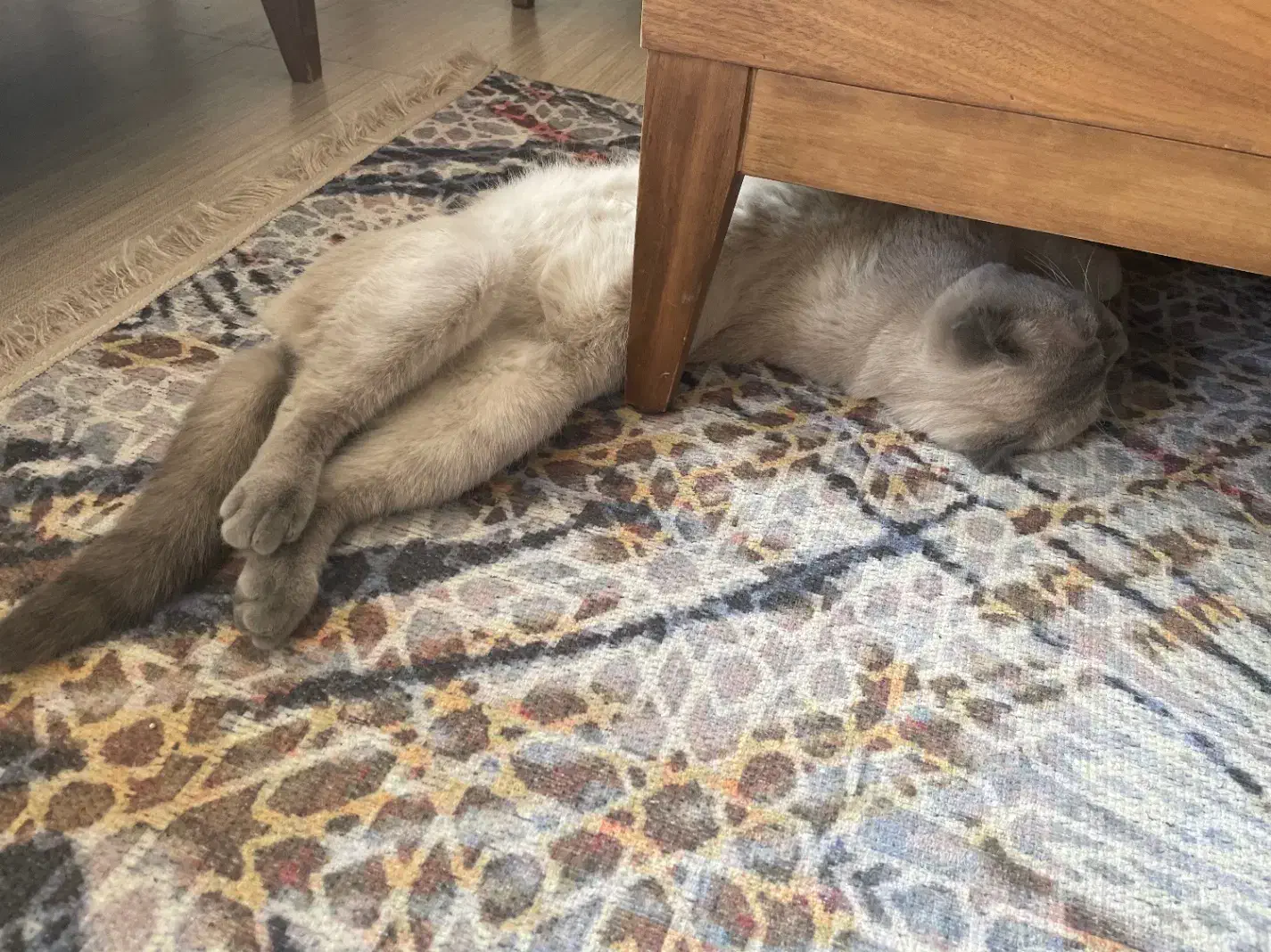 گمشده|حیوانات|سنندج, |دیوار