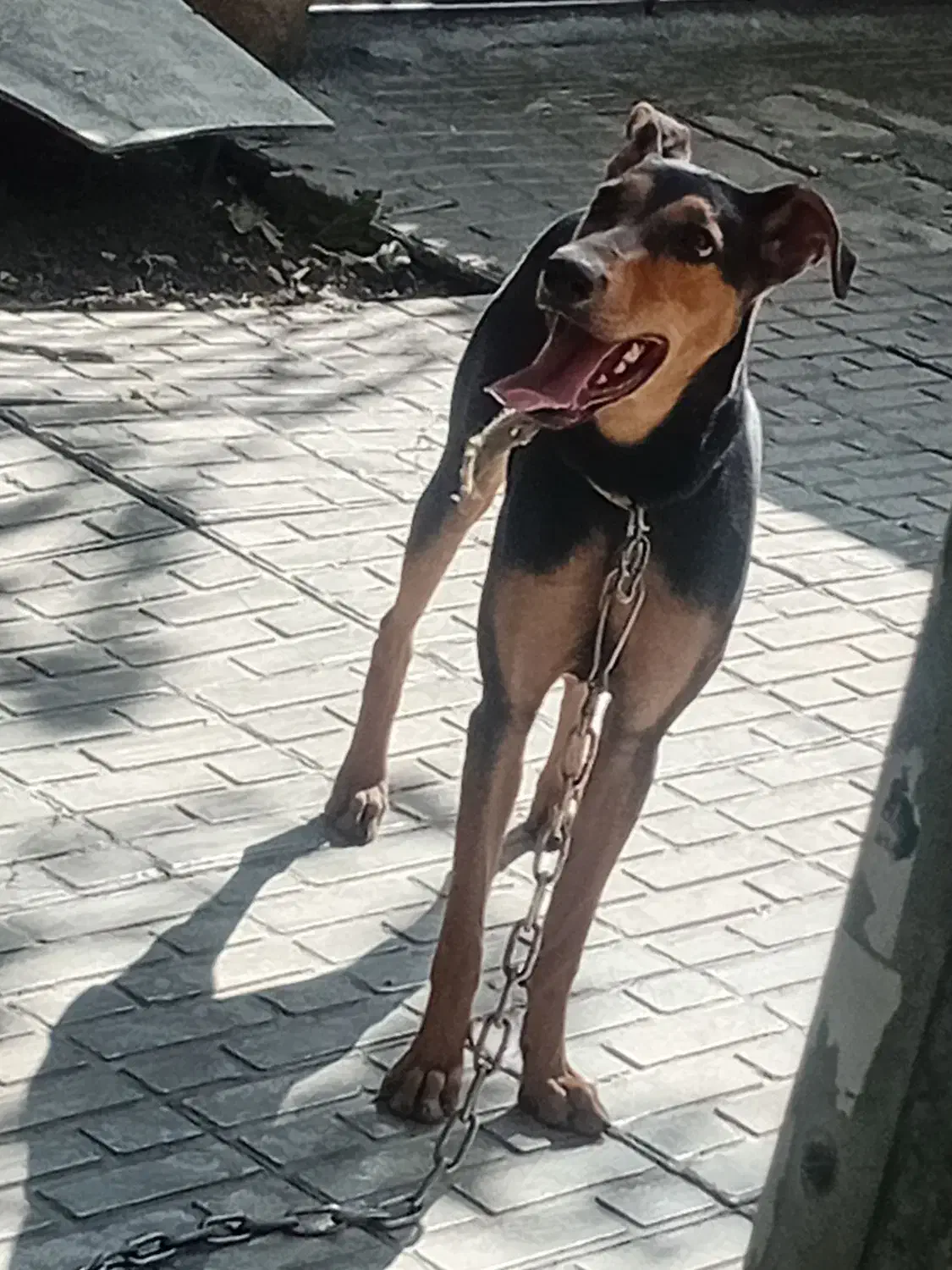 سگ دوبرمن بارگ خونی بالا|سگ|کرمانشاه, |دیوار