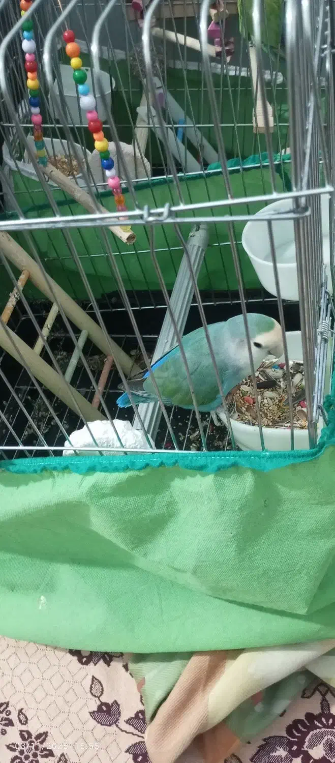 تعویض طوطی برزیلی ماده شیطون سالم بانر|پرنده|فردیس, نگارستان|دیوار