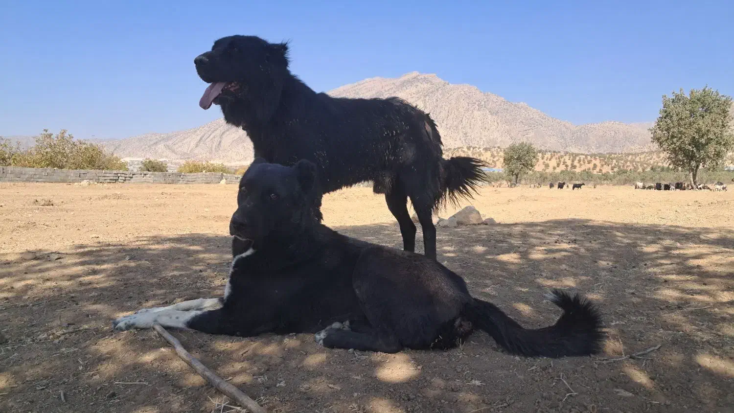 سگ قدر جون|سگ|لردگان, |دیوار