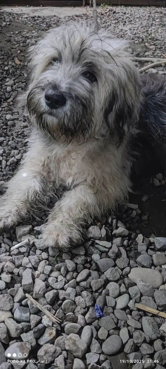 توله سگ شینزو|سگ|صومعه‌سرا, |دیوار