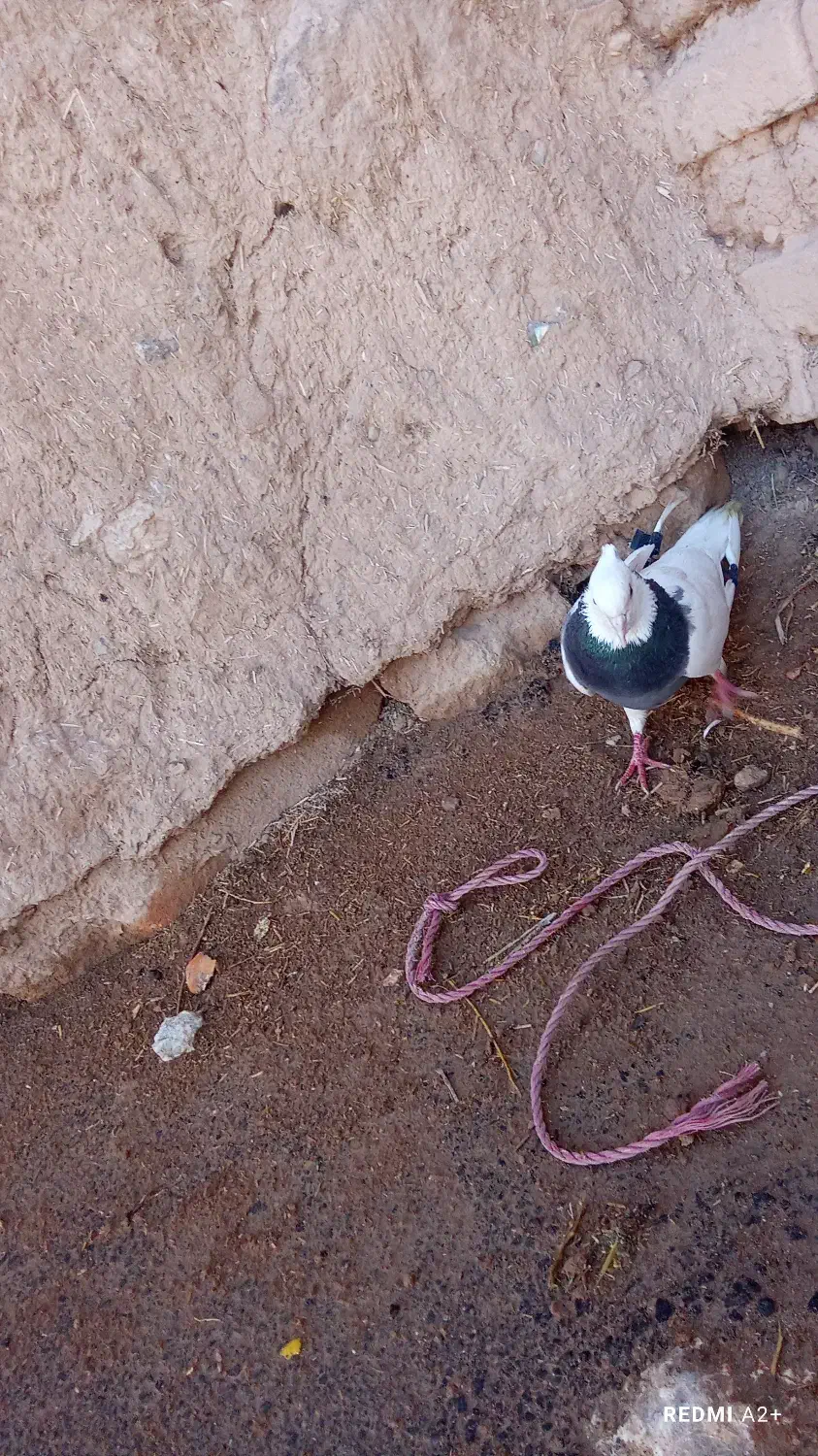 طوقی|پرنده|بروجن, |دیوار