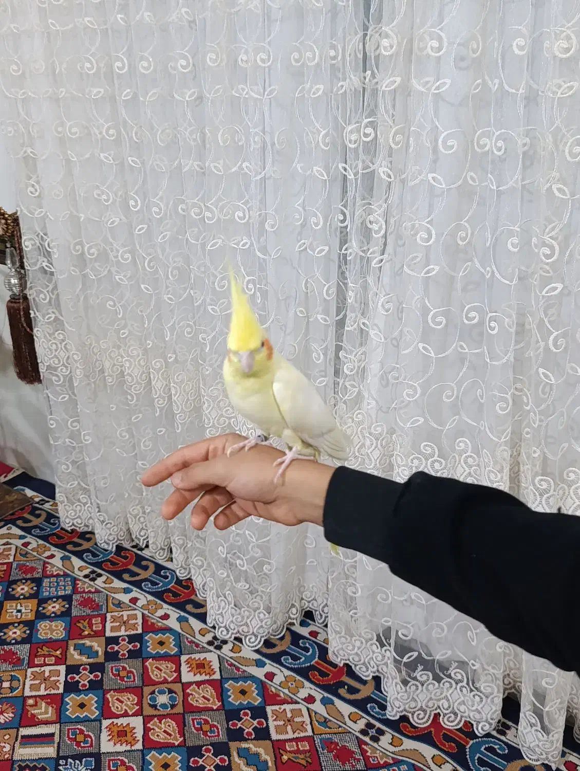 عروسهلندی.فولراموسخنگو|پرنده|قزوین, |دیوار