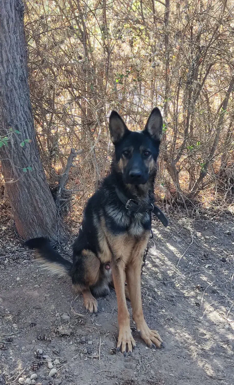 دوتا سگ وُرک و بلک|سگ|رباط‌کریم, پرندک|دیوار