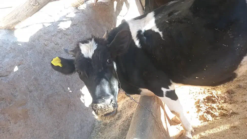 گاو|حیوانات مزرعه|لردگان, |دیوار