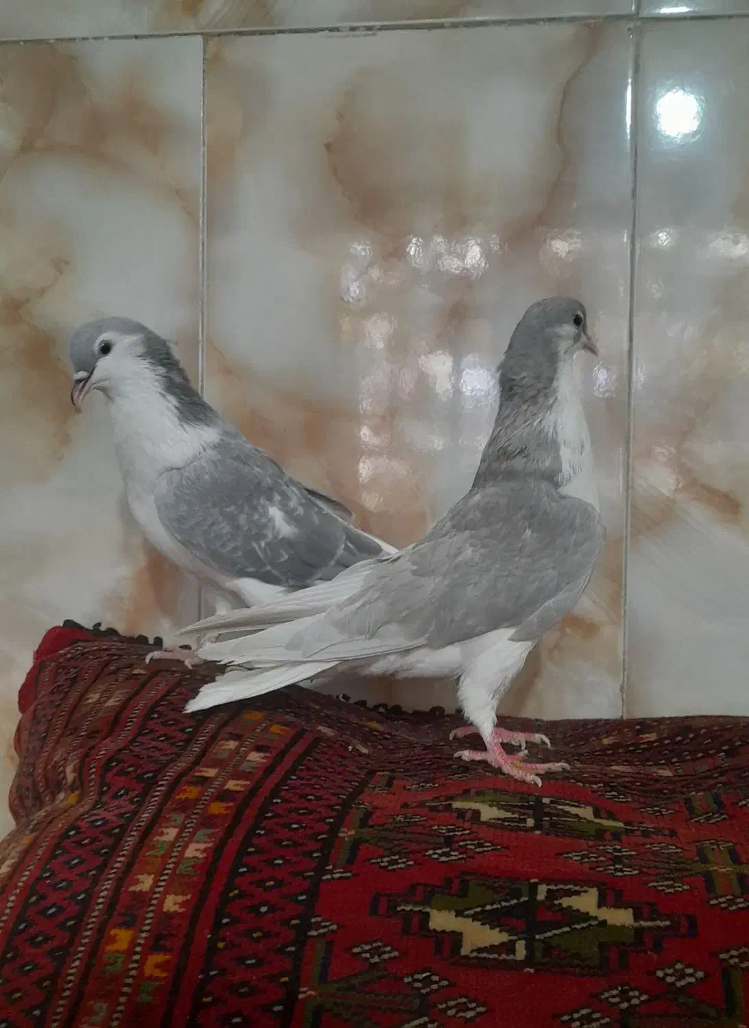 ساده خوشگل|پرنده|نیشابور, مازول|دیوار