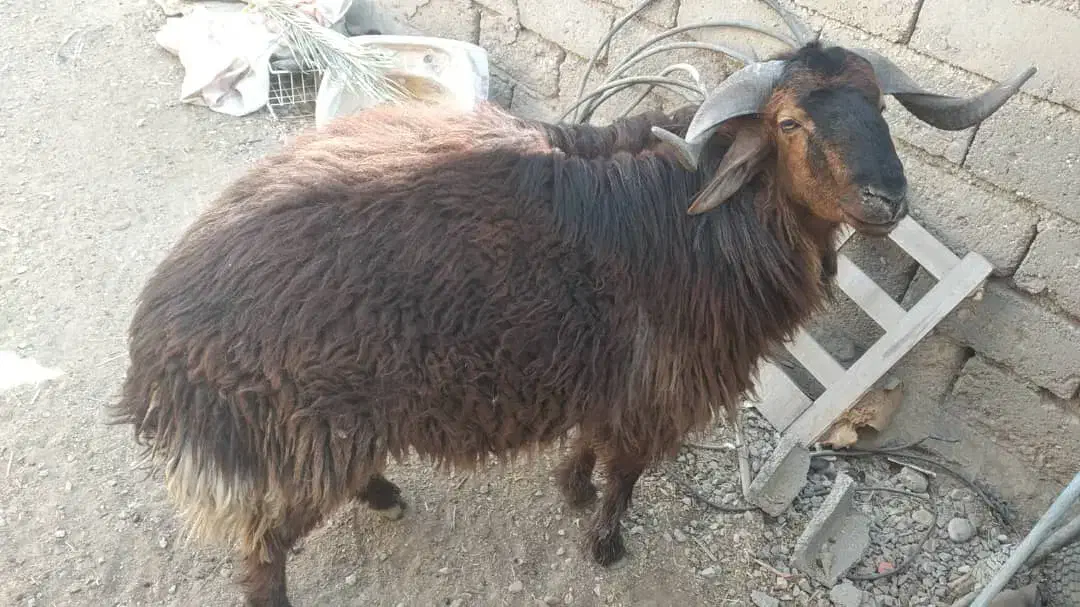 قوچ عربی اصل|حیوانات مزرعه|اهواز, فولادشهر|دیوار