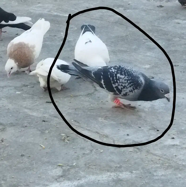 کفتر نر و ماده|پرنده|نیشابور, شهرک اندیشه|دیوار