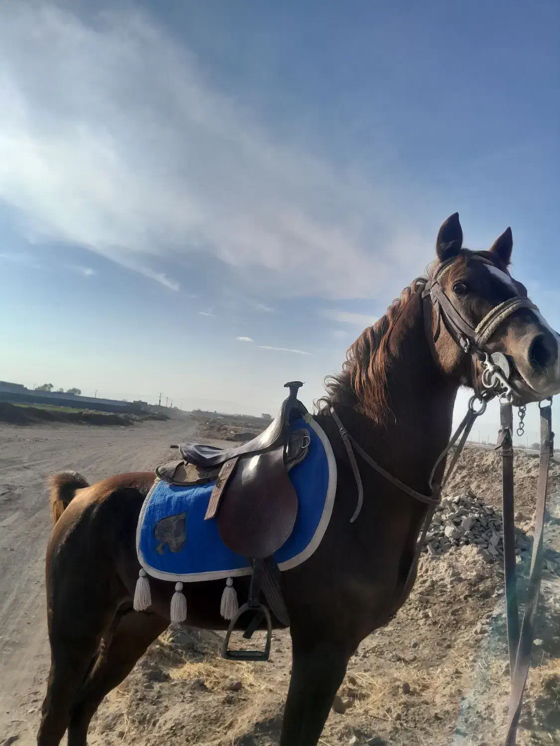 اسب نریان|اسب و تجهیزات اسب‌سواری|گناباد, |دیوار