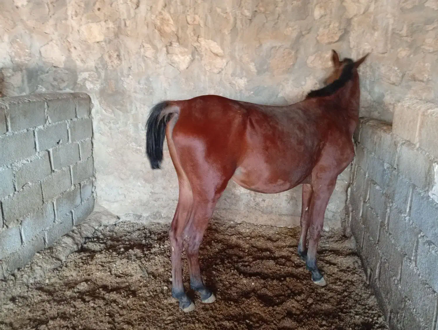 اسب|اسب و تجهیزات اسبسواری|داراب, |دیوار