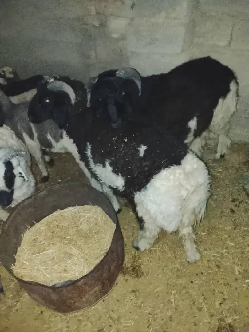 بره کهره قوچ نری مش بز|حیوانات مزرعه|سیرجان, |دیوار