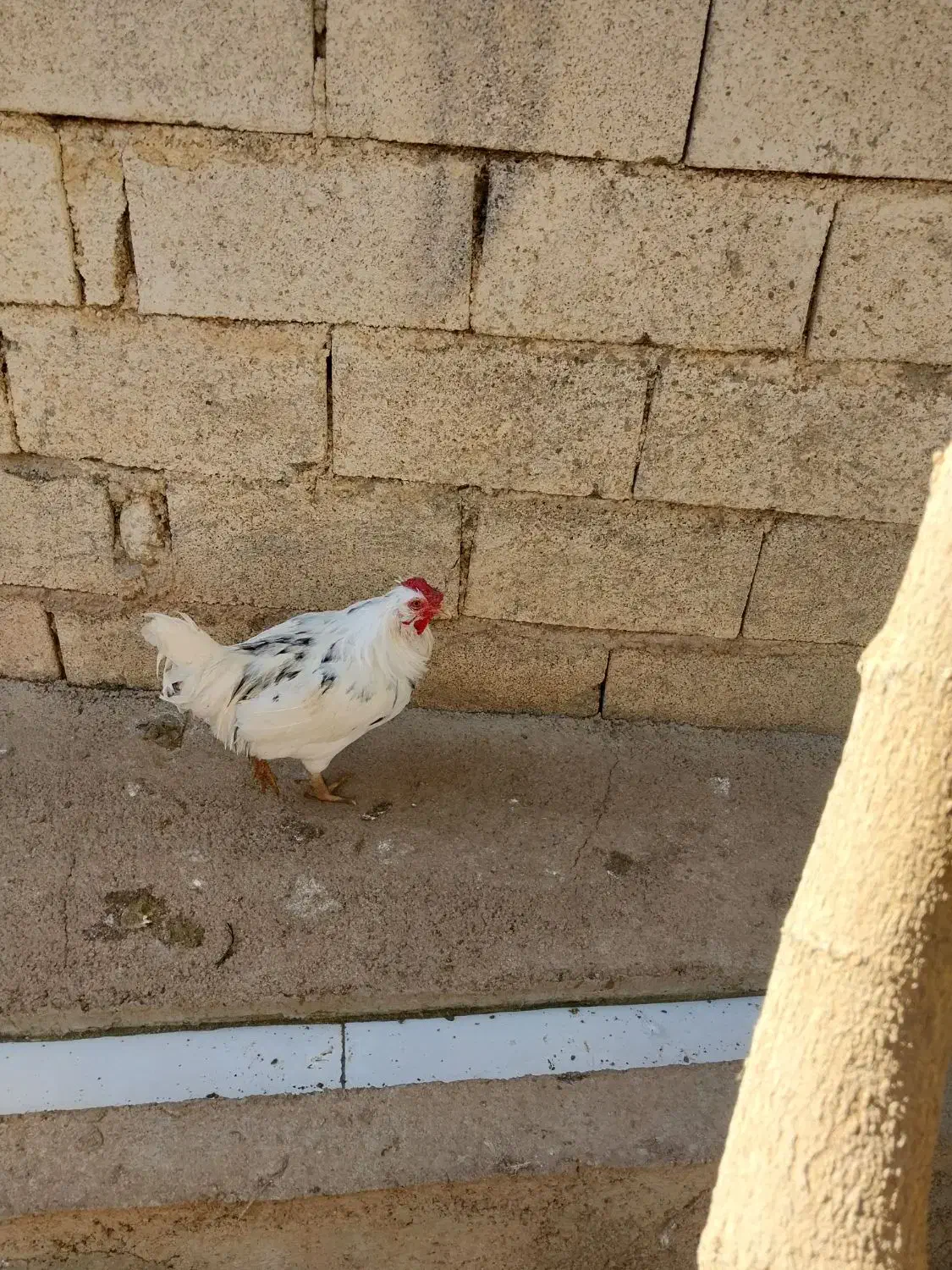 خروس گلین|حیوانات مزرعه|سرپل ذهاب, |دیوار