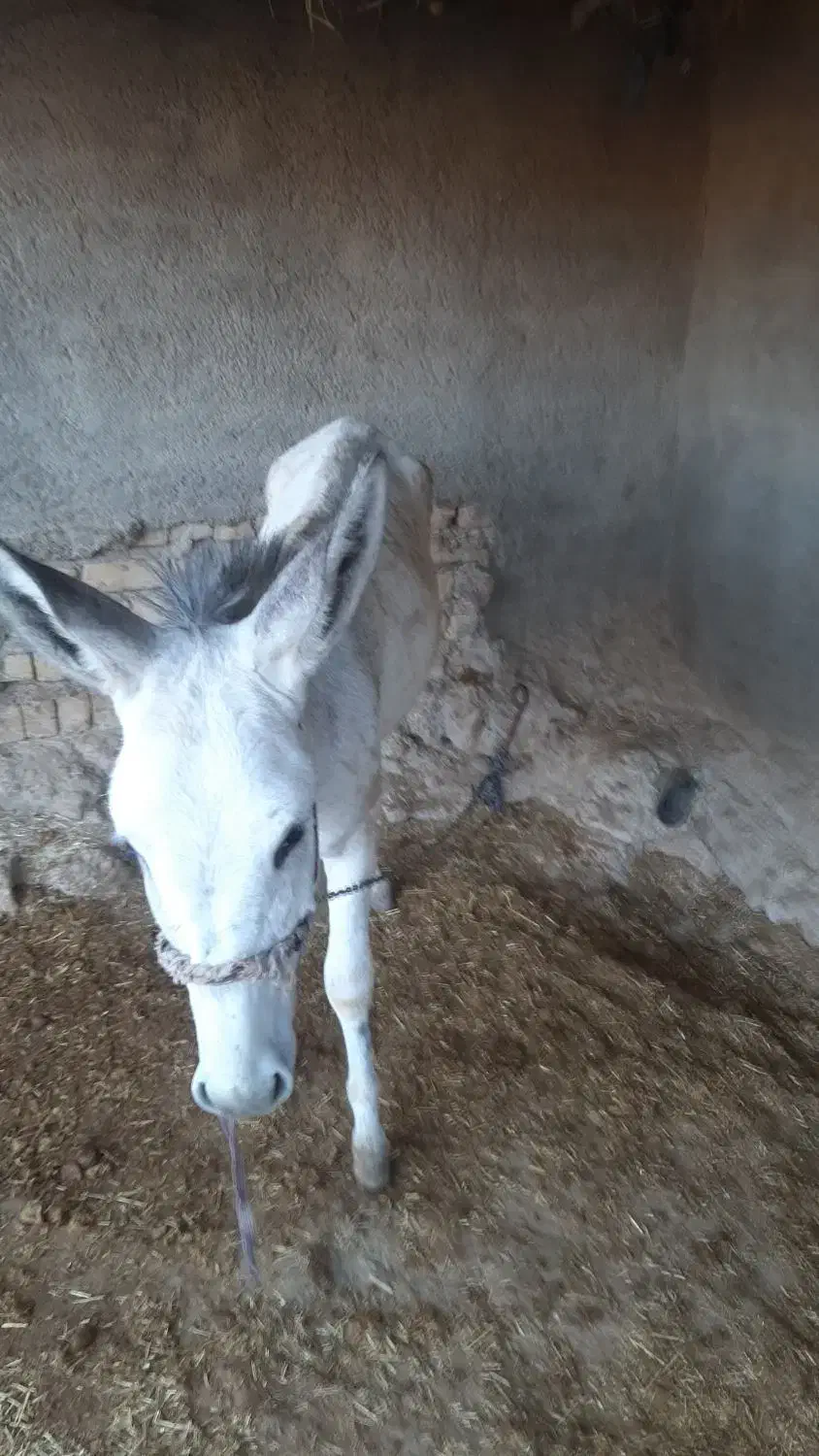 حیوانات مزرعه|حیوانات مزرعه|کوهدشت, |دیوار