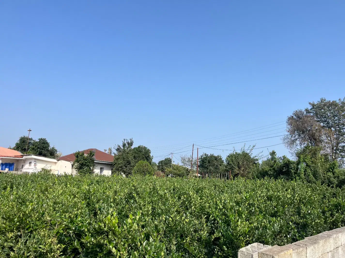 309 متر زمین فروش قاسم اباد سفلی چابکسر|فروش زمین و ملک کلنگی|چابکسر, |دیوار