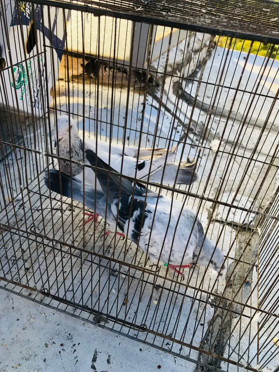 کبوتر درجه یک زدو خوردی|پرنده|کرج, عظیمیه|دیوار